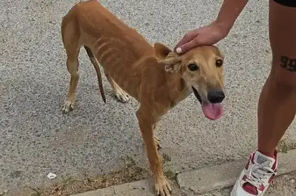 Perro Podenco Cariñoso Encontrado en Carmona