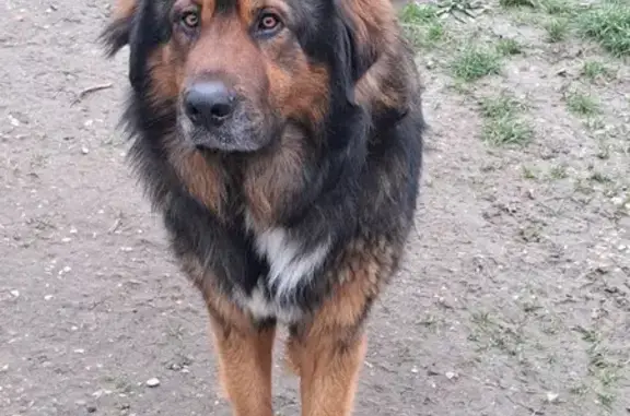 Chien perdu Corbeilles, photo : Chien perdu: Leonberg croisé Bouvier, Corbeilles