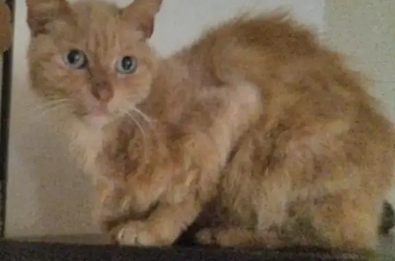 Animaux perdus , photo: Chat roux-crème perdu, Mottier, Chemin de Baugé