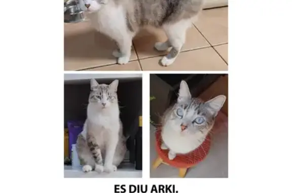 ¡Gato Perdido! Macho Grande, Blanco y Gris, Ojos Azules en Juià