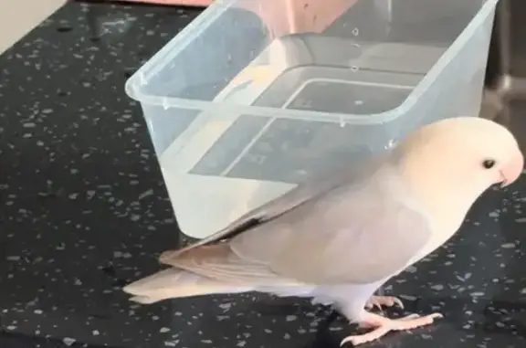 Lost White & Purple Lovebird in Woodlands