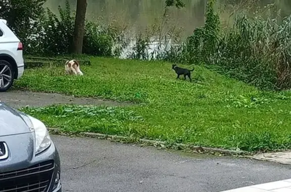 Deux chiens craintifs trouvés à St-Julien - photo