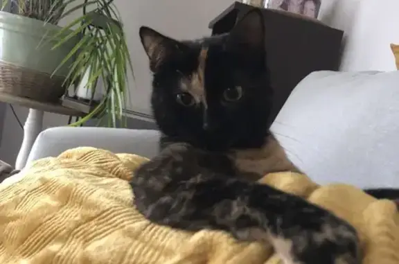Animaux perdus Riorges, photo: Chatte Écaille de Tortue disparue à Riorges