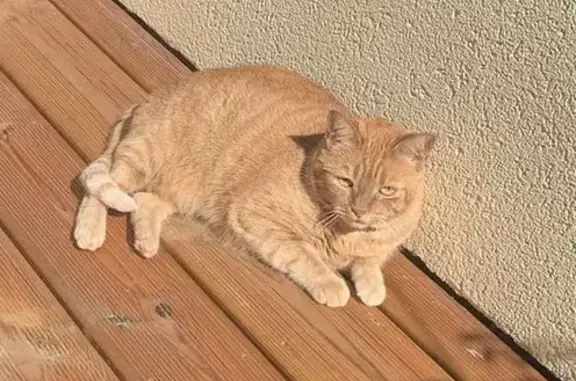 Chat perdu, Menucourt, photo: Chat perdu : Mia, femelle, collier rouge