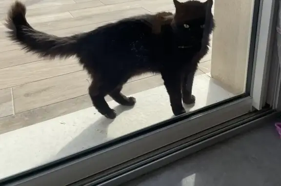 Chat noir trouvé avec collier vert à La Digne - photo