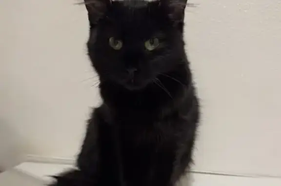 Chat noir femelle trouvée à Ozoir-la-Ferrière - photo