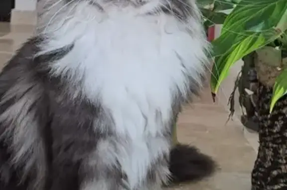 Animaux perdus Alixan, photo: Chat disparu à Alixan, chemin des Vernes