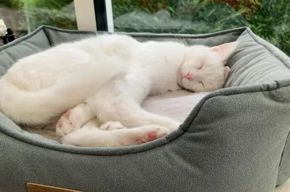 Chat perdu, Abrest, photo: Chat craintif blanc aux yeux bleus perdu Rue Liberté