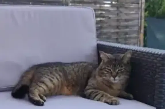 Chat perdu, , photo: Chat mâle tacheté disparu à Suilly-la-Tour