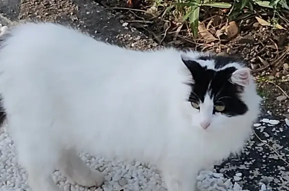 Chat trouvé Salaise-sur-Sanne, photo: Chatte trouvée Rue Delaune, Salaise-sur-Sanne