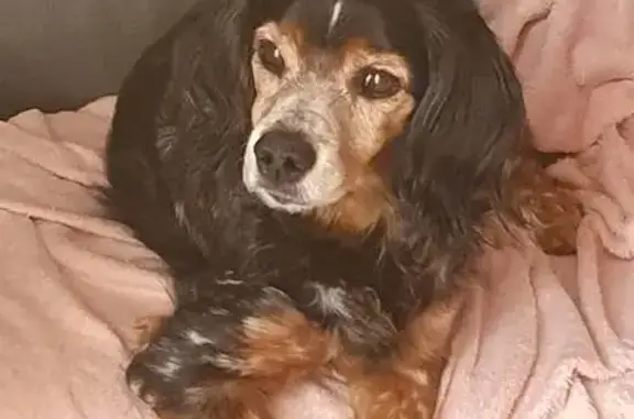 Chien perdu , photo : Chien perdu: épagneul breton tricolore, 14 ans