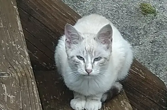 Animaux trouvés , photo: Chaton blanc-gris trouvé à Corgnac-sur-l'Isle