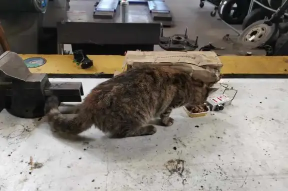 Chat femelle tigrée trouvée à Roubaix - photo