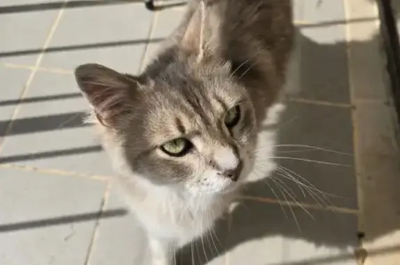 Chat mâle affamé trouvé à Rosans - photo