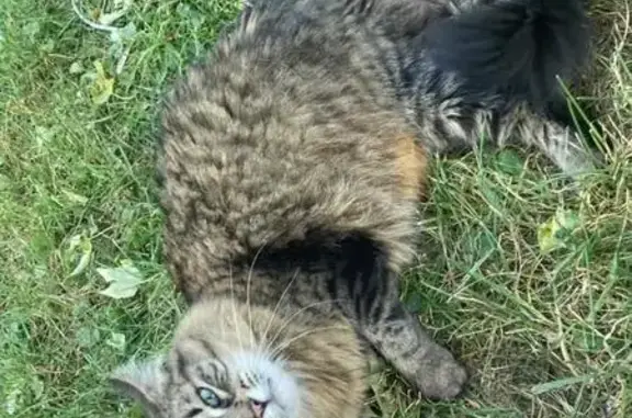 Found: Fluffy Tabby Cat on Blaisdell Ave