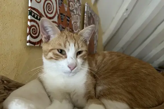 Animaux perdus , photo: Chatounet disparu à Boulages, Rue de la Marne
