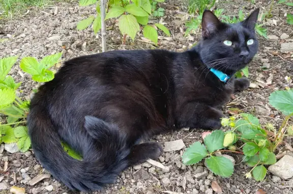 Chat perdu, Veyras, photo: Chat Européen tigre noir perdu à Veyras