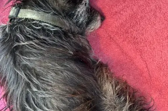 Chien noir mâle trouvé à Soyaux, à la SPA - photo
