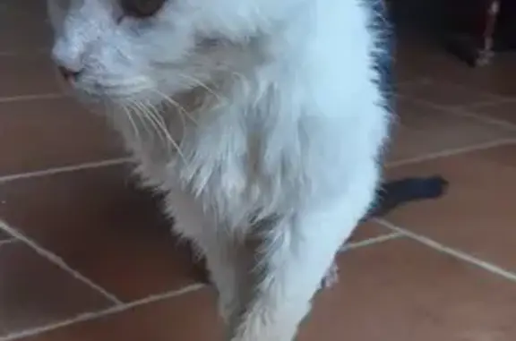 Animaux perdus , photo: Chat noir et blanc perdu à Saint-Orens