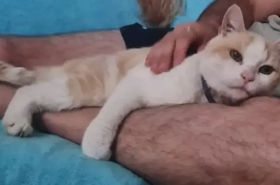 Chat mâle roux-blanc disparu, 15 ans, Léon - photo
