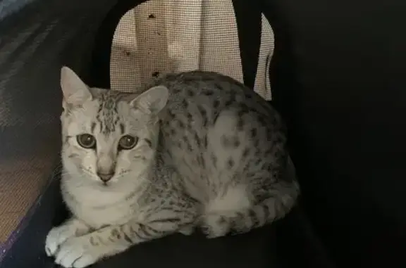 Animaux perdus Vincennes, photo: Chatte Mau Egyptian enceinte disparue à Vincennes