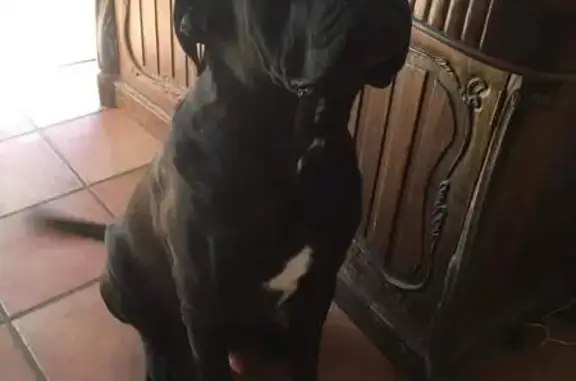 Chien perdu : Cane Corso mâle à Pouldergat - photo