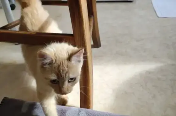 Chatte crème 4 mois trouvée à Boé - photo