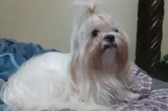 Lost White Shih Tzu - Reward Offered, No Questions