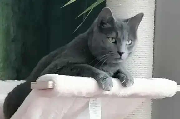 Animaux perdus Saint-Dié-des-Vosges, photo: Chat gris-bleu disparu à Saint-Dié-des-Vosges