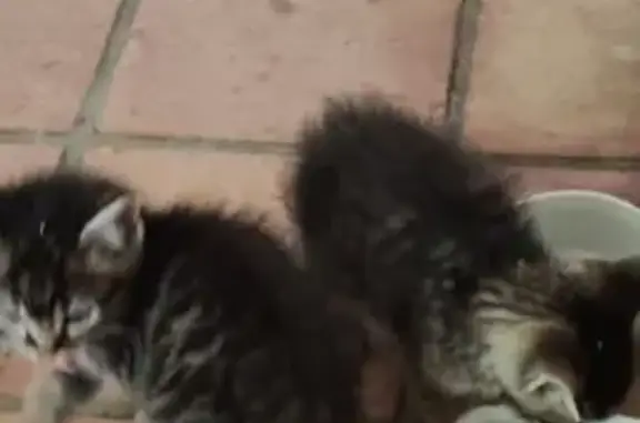 Deux chatons tigrés trouvés à Hermeray - photo