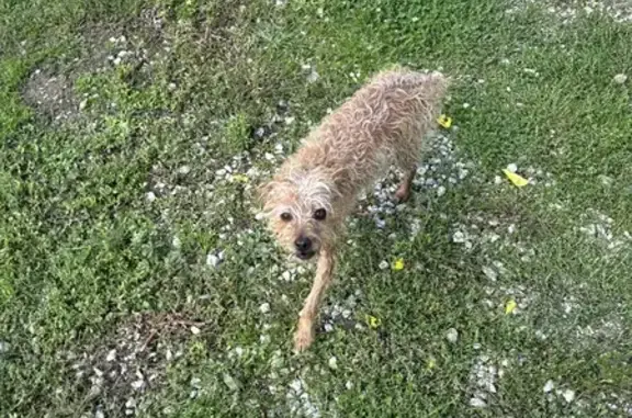 Chien retrouvé affamé et peureux à Frayssinet - photo