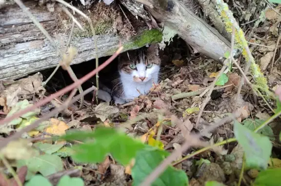 Animaux trouvés , photo: Chat trouvé à Velaine-en-Haye
