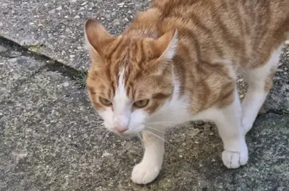 Chat trouvé: très sociable et câlin, Le Havre - photo