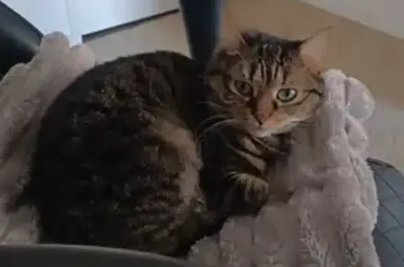 Chat perdu, , photo: Petite chatte tigrée perdue à Le Sel-de-Bretagne