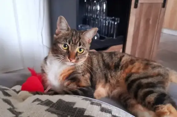 Chat perdu, Bessé-sur-Braye, photo: Chat écaille de tortue perdu à Bessé-sur-Braye