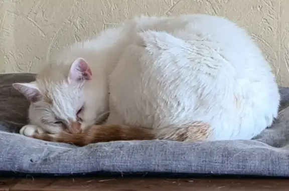 Chat perdu, , photo: Chat blanc perdu à Guerlédan, rue Résistance