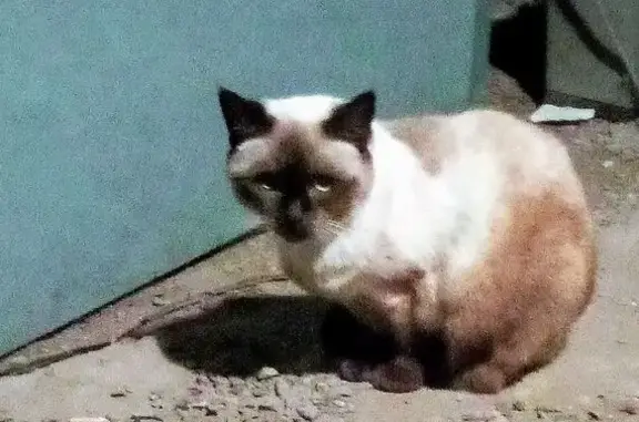 Animaux trouvés Colmar, photo: Chat trouvé à Colmar, Rue de la Bleich