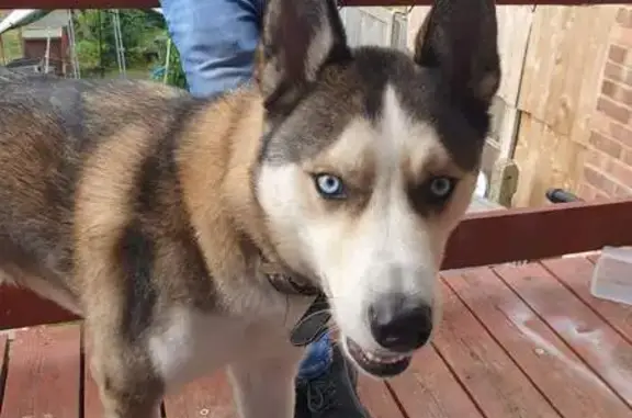 Missing Husky Hero: Blue-Eyed,...