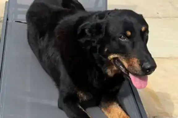 Chien Beauceron noir et feu perdu à Sare - photo