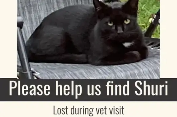 Missing Black Cat: South Main St, Boonsboro