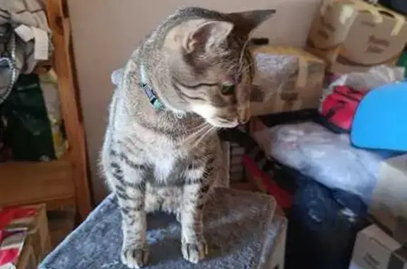 ¡Gato Perdido! Leo con Collar Azul en Valdelagua