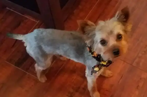 Lost Yorkshire Terrier on SE 42nd St, Topeka