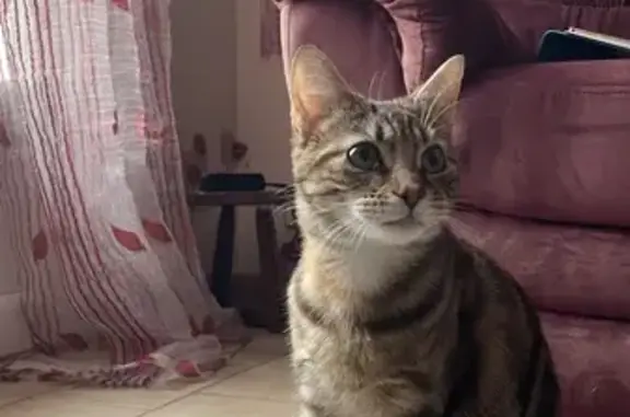 Animaux perdus Morancez, photo: Chatte tigrée perdue le 1er octobre à Morancez