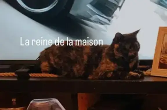 Chat perdu, Vallet, photo: Chat écaille de tortue perdu à Vallet