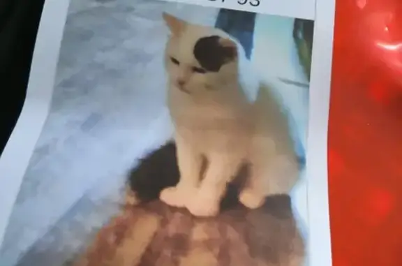 Chat perdu, Objat, photo: Chatte perdue, Blanche-Noire, Objat