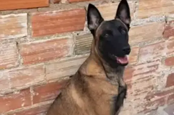 Perro Perdido: Pastor Belga Malinois en Torrent