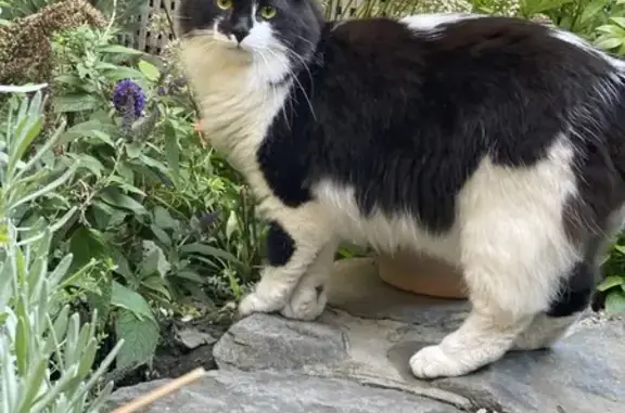 Lost Tuxedo Cat on College Street, Providence