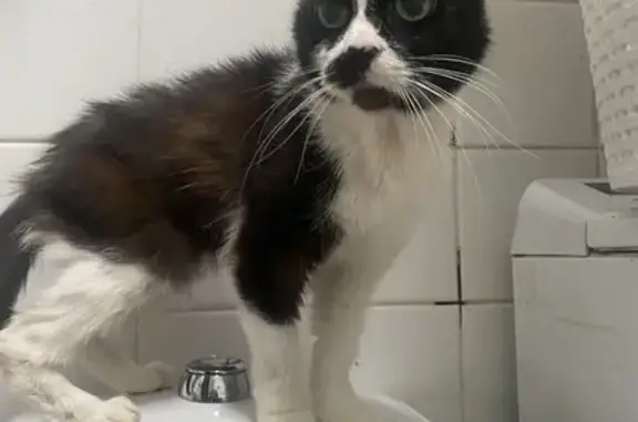 Chat trouvé Lille, photo: Chat trouvé à Lille, cherche propriétaires