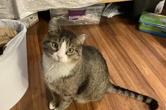 Missing Cat: Vision, Brown/Gray Tabby, Boulder