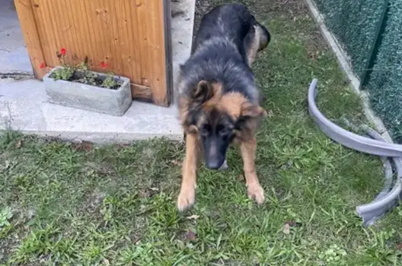 Chien trouvé La Roche-sur-Yon, photo: Jeune Berger allemand trouvé à La Roche-sur-Yon